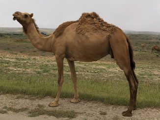 Camels in the Fog 4