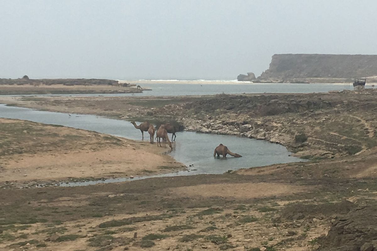 Oman in summer - camels in the fog 23